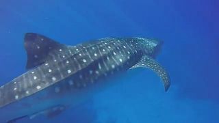 Фотограф-любитель заснял редкую китовую акулу на Гавайях