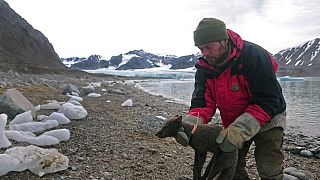 Image: A fox is fitted with a tracking collar for the migration from Svalba