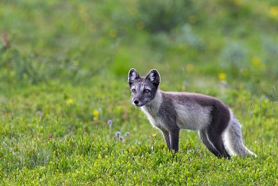 An Arctic fox on the tundra in Sweden.