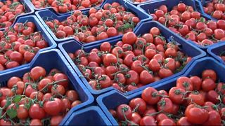 Rusya'ya ilk domatesler yola çıktı