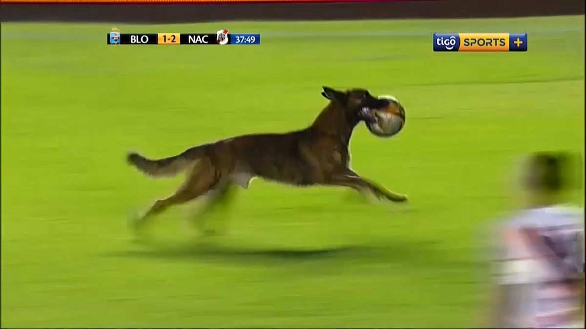 بالفيديو: لاعبون يطاردون كلب اقتحم مبارة لكرة القدم