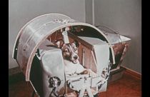 Hatvan éve lőtték ki a világűrbe Lajka kutyát
