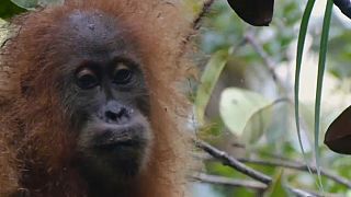 Indonésie : découverte d'une nouvelle espèce d'orang-outan