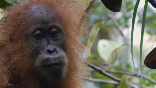 New species of orangutan discovered in Indonesia New species of orangutan discovered in Indonesia