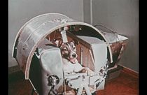 Sovyetler Birliği'nin 60 yıl önce uzaya gönderdiği ilk canlı: Layka köpek