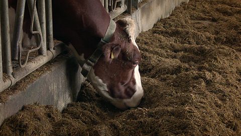 Takeaway: Fitness trackers for cows