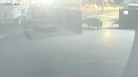Hippo tastes life outside and decides to return to zoo