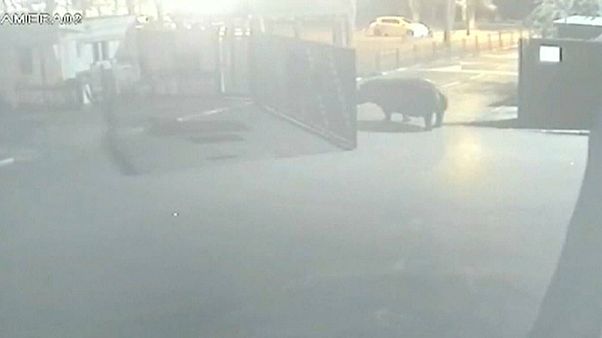 Şehirde gezintiye çıkan su aygırı geri döndü Şehirde gezintiye çıkan su aygırı geri döndü