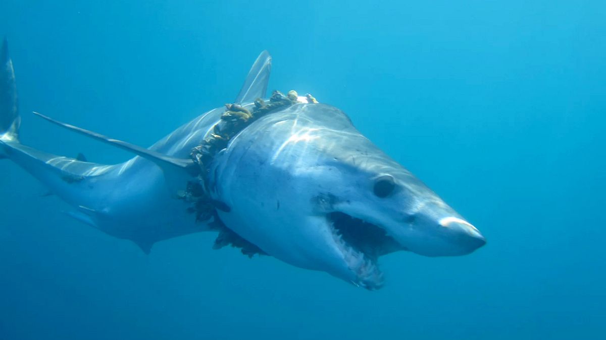 Image: Sharks and rays are getting entangled in plastic pollution