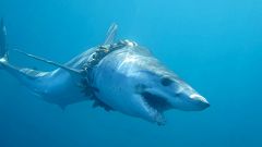 Image: Sharks and rays are getting entangled in plastic pollution