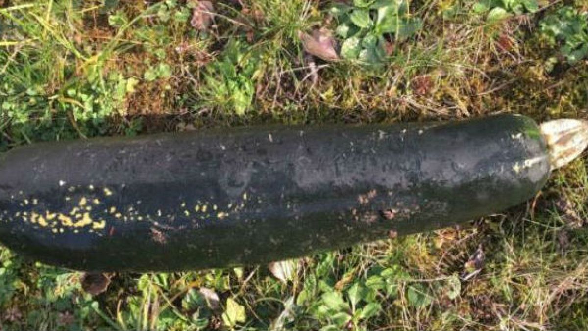Man mistakes courgette for WW2 bomb