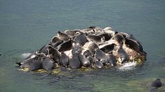 140 tote Tiere: Mysteriöses Massensterben von Baikalrobben