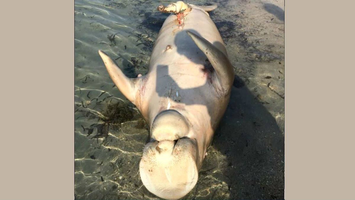 سعودي يعثر على جثة حيوان مائي غريب
