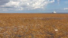 A Sargassum bloom in the Atlantic Ocean on June 4, 2019.