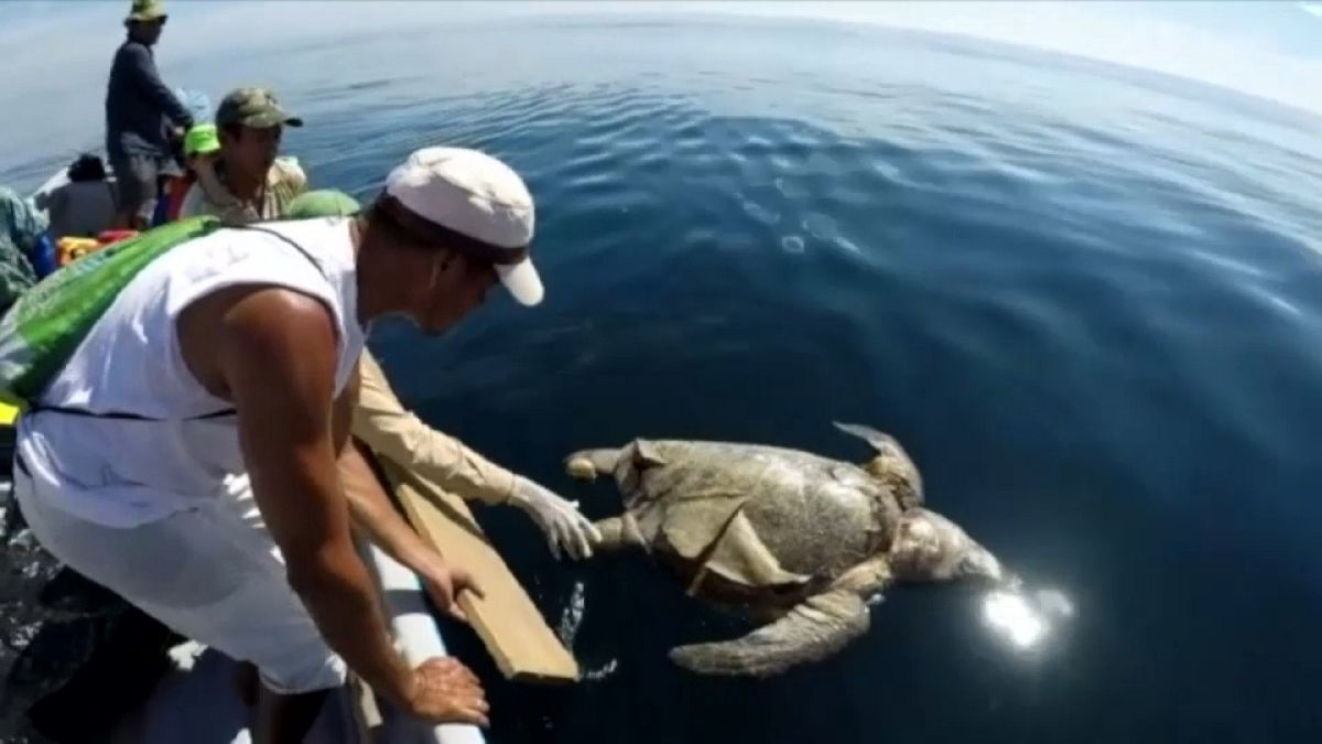 El Salvador: Mysteriöser Tod von 300 Meeresschildkröten