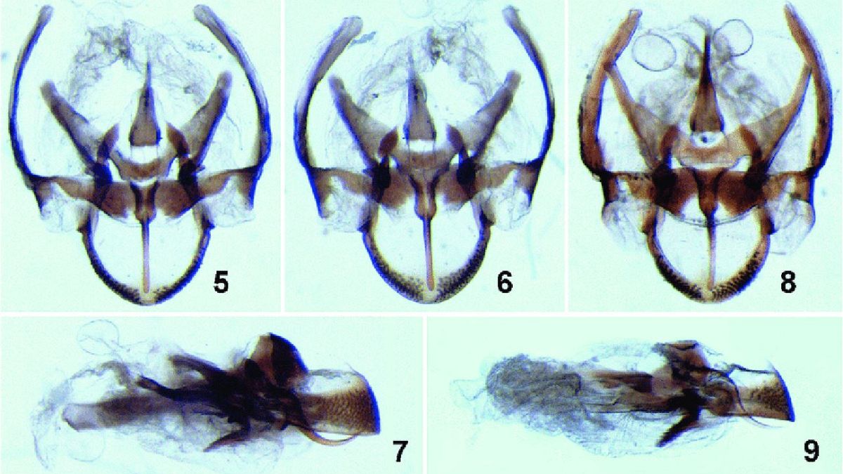 Ρόδος: Νέο είδος εντόμου ανακαλύφθηκε στην Κοιλάδα των Πεταλουδών