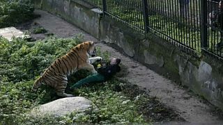 بالصور: نمر يهاجم حارسته أثناء تقديمها الطعام له في حديقة حيوان بروسيا