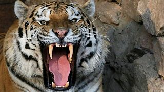 Fotos del momento en el que un tigre ataca a la cuidadora de un zoo ruso
