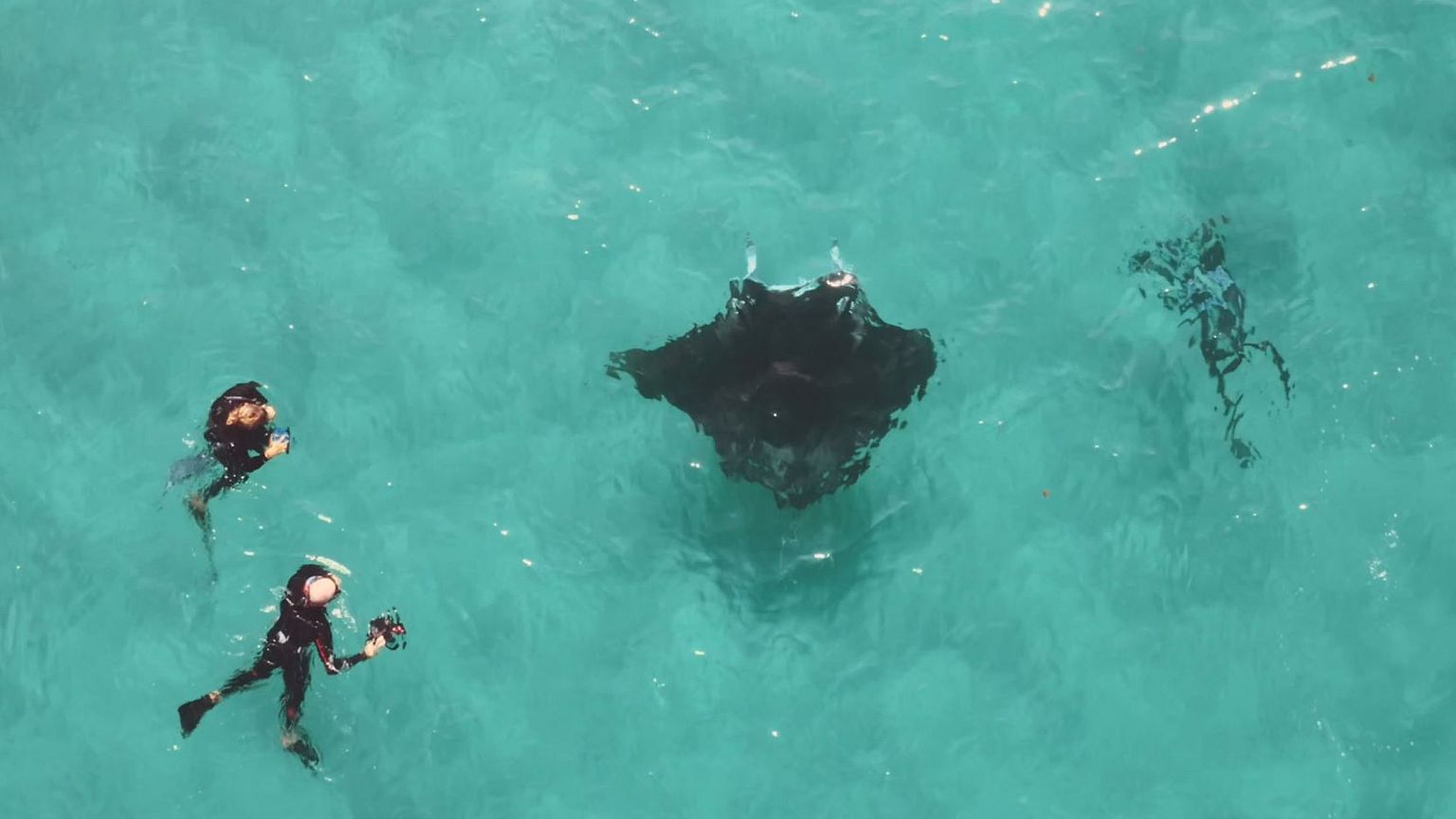 Image: Photographer Jake Wilton removes fish hooks from Freckles the manta 