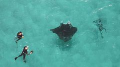Image: Photographer Jake Wilton removes fish hooks from Freckles the manta 