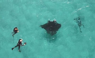 Photographer Jake Wilton says Freckles the manta approached him for help after being injured by fish hooks in Ningaloo, Australia.