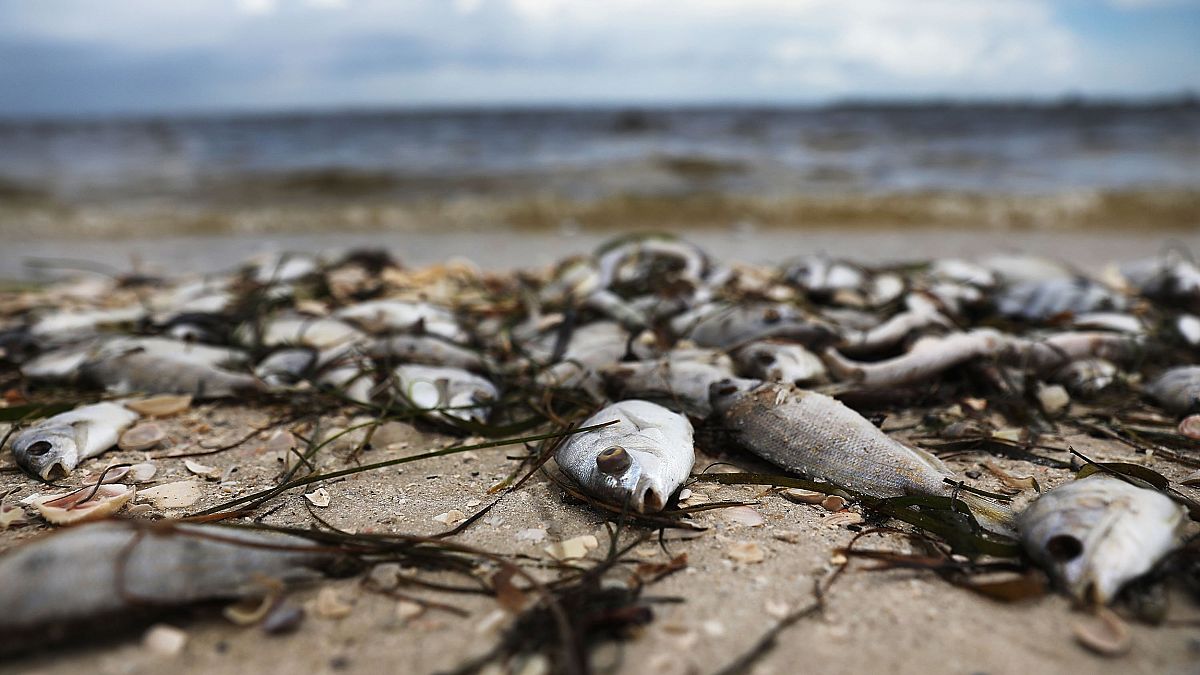 What is red tide?