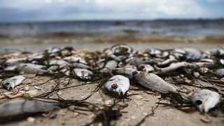 Image: Toxic Red Tide