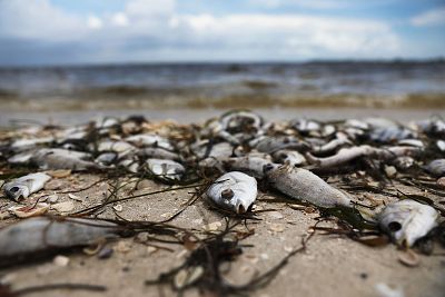 Fish are washed ashore the Sanibel causeway after dying in a red tide on Aug. 1 in Sanibel, Florida.