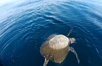 Continúa el misterio sobre las tortugas muertas de El Salvador