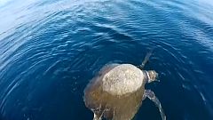 Mort mystérieuse de tortues au large du Salvador