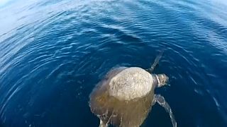 Misteriosa moria di tartarughe marine a El Salvador