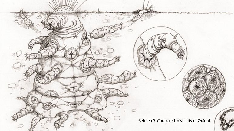 Here's what E.T. could actually look like