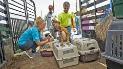 Image: Tropical Storm Barry animal evacuations