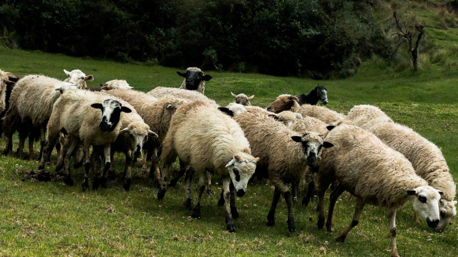 Türkiye'de et fiyatları: En ucuzu Ağrı'da en pahalı şehir Balıkesir