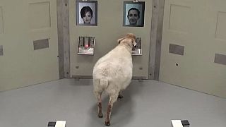 Esperimento conferma: le pecore possono riconoscere le nostre facce