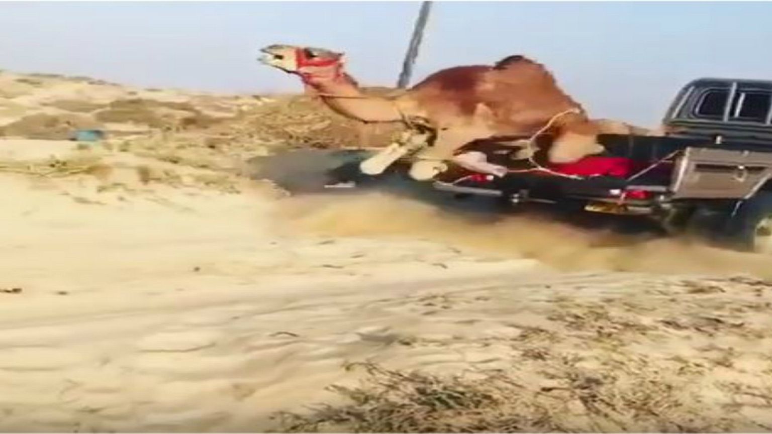 بالفيديو: ناشطون عمانيون ينددون بإلقاء جمل من شاحنة