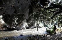 Invasione di ragni lungo il fiume, "bosco incantato" di ragnatele vicino a Gerusalemme
