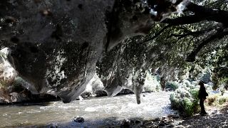 Invasión espeluznante: los bosques que rodean Jerusalén envueltos en telas de araña