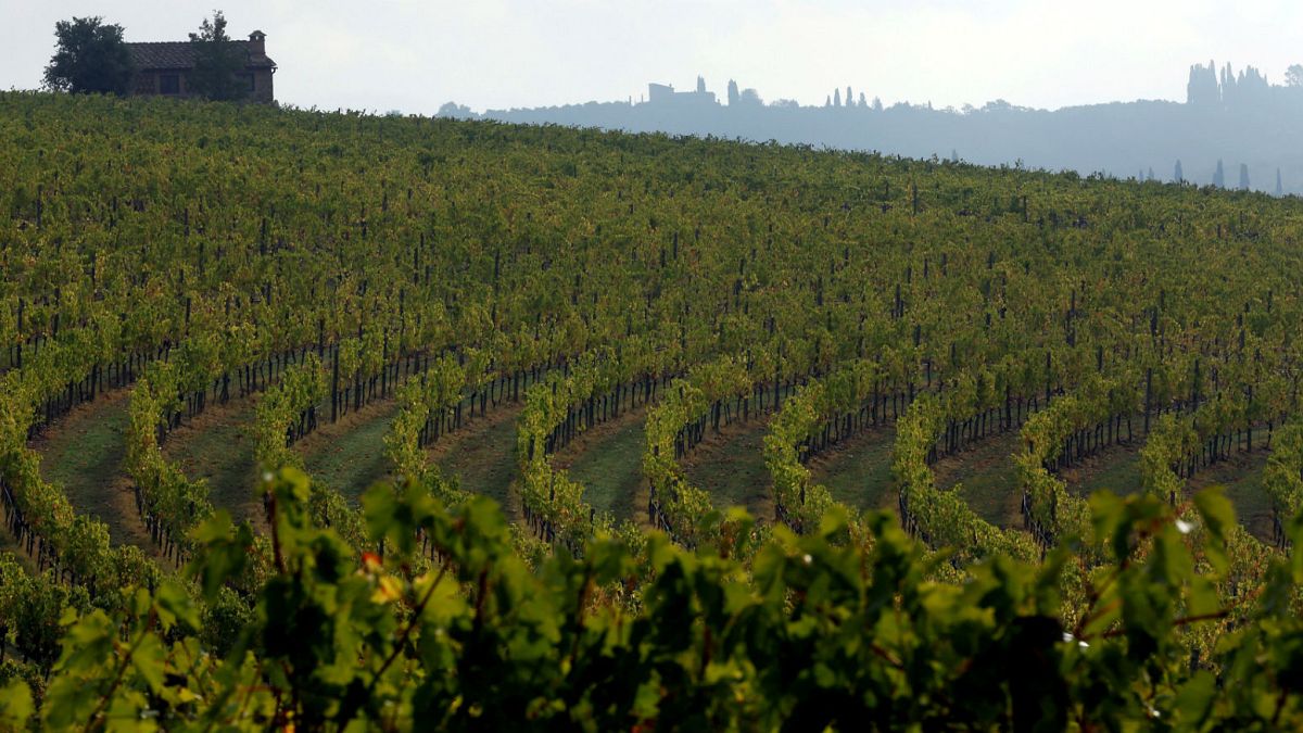 Europe badly-hit as global wine production set for 'historic low'