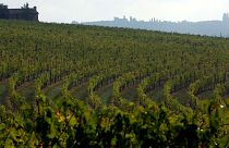 2017, annus horribilis per il vino in Italia, Francia e Spagna