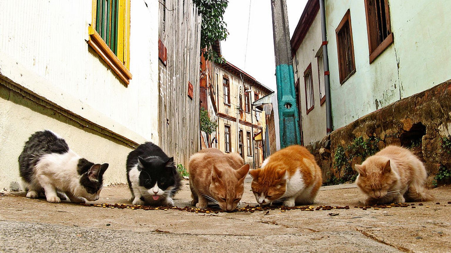 Versuchter Mord: Straßenkatze unter Verdacht in Japan