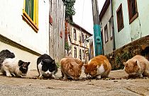 Versuchter Mord: Straßenkatze unter Verdacht in Japan