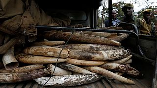 Cameroun : arrestation de trois trafiquants avec 160 défenses d'éléphants