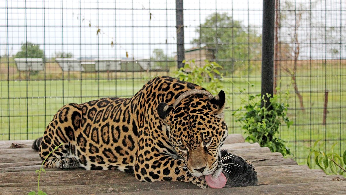 A jaguar eats lunch in one of the enclosures in Ibera National Park, Argent
