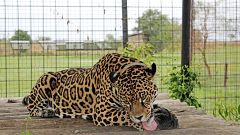 A jaguar eats lunch in one of the enclosures in Ibera National Park, Argent
