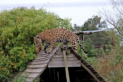 A jaguar catches meat in one of the enclosures in Ibera National Park, Argentina.