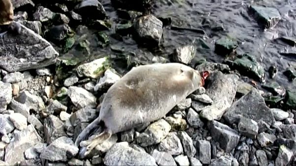 Infektionskrankheit der Grund für Sterben der Baikalrobben Infektionskrankheit der Grund für Sterben der Baikalrobben