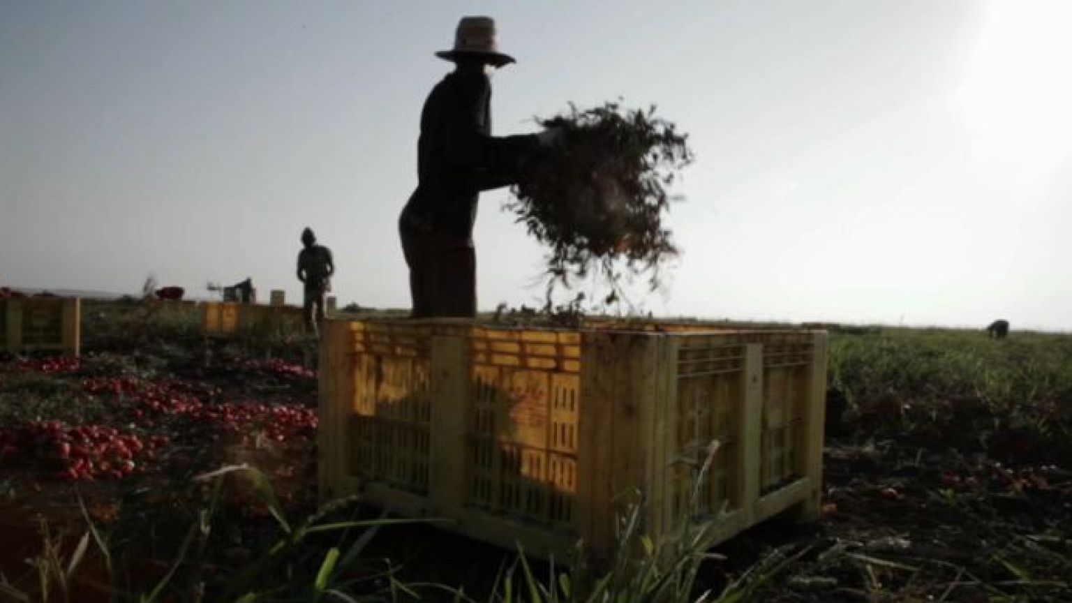 Agricultura na UE: Portugal é o país onde há mais trabalho ilegal