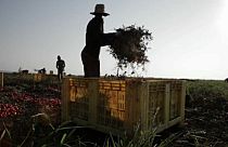 Up to 60% of workers illegal on EU farms