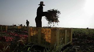 25% der Erntehelfer arbeiten schwarz, viele werden ausgebeutet